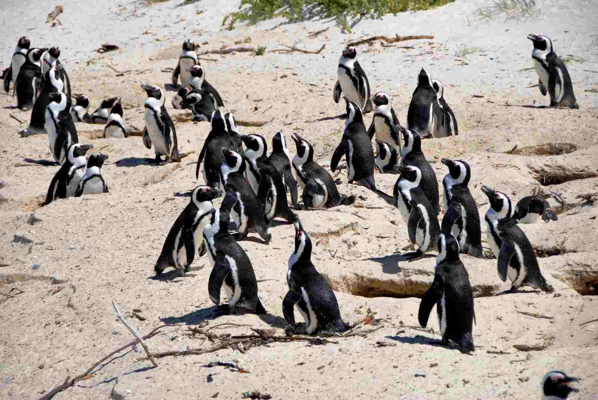 St-Kilda-Penguins